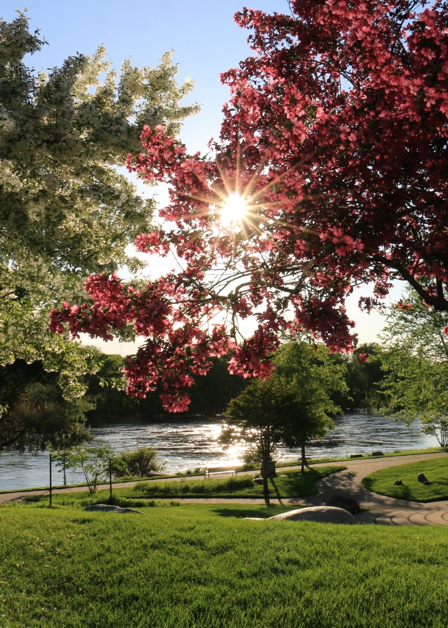 Sun shining through the trees at a park near a body of water